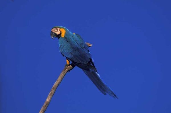 A wild Blue-and-yellow Macaw perches on a branch