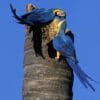 Wild Blue-and-yellow Macaws inspect a nest stump