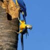 Wild Blue-and-yellow Macaws cling to a nest stump