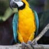 A Blue-and-yellow Macaw perches on a limb