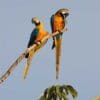 Wild Blue-and-yellow Macaws perch on a branch