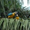 Wild Blue-and-yellow Macaws preen each other on a palm frond