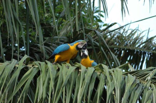 Wild Blue-and-yellow Macaws preen each other on a palm frond
