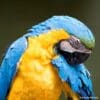 A Blue-and-yellow Macaw preens