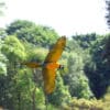 A Blue-and-yellow Macaw flies during a show at Paradise Park, UK