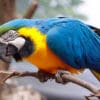 A Blue-and-yellow Macaw at Paradise Park, UK perches on a branch