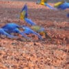 Wild Blue-and-yellow Macaws fly to the ground