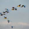 Wild Blue-and-yellow Macaws fly in tandem