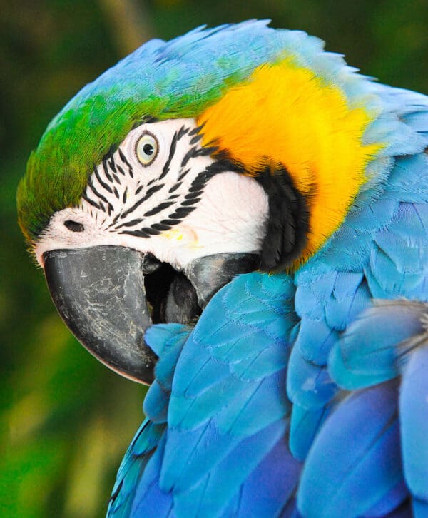 A closeup of a wild Blue-and-yellow Macaw