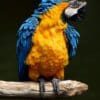 A Blue-and-yellow Macaw perches on a branch