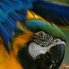 A Blue-and-yellow Macaw bathes