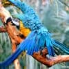 A Blue-and-yellow Macaw has a bath
