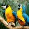 Blue-and-yellow Macaws interact