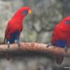 Companion Blue-eared Lories perch on a branch