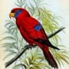 An illustration depicts a Blue-eared Lory