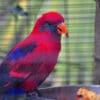 A Blue-eared Lory at San Diego Zoo feeds