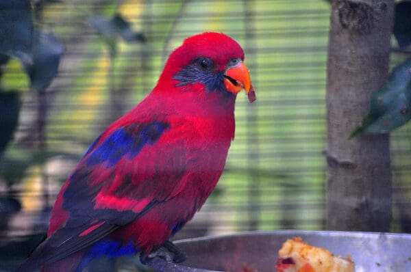 A Blue-eared Lory at San Diego Zoo feeds