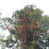 A flock of wild Blue-eared Lories roosts in a large tree