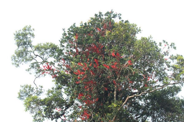 A flock of wild Blue-eared Lories roosts in a large tree