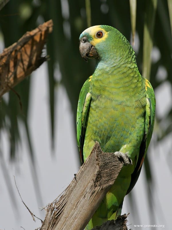 A Blue-fronted Amazon perches on the end of a branch