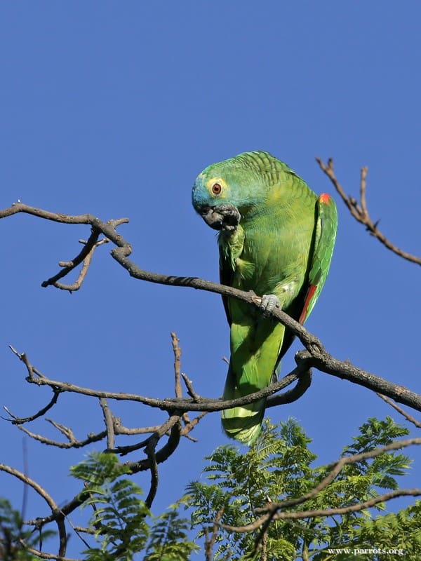 A Blue-fronted Amazon perches on one foot