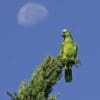 A Blue-fronted Amazon perches atop a tree