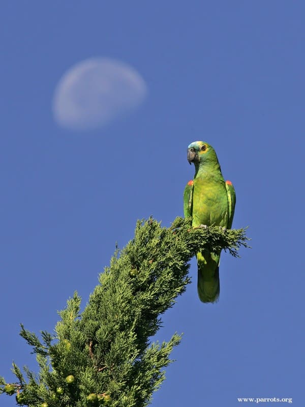 A Blue-fronted Amazon perches atop a tree