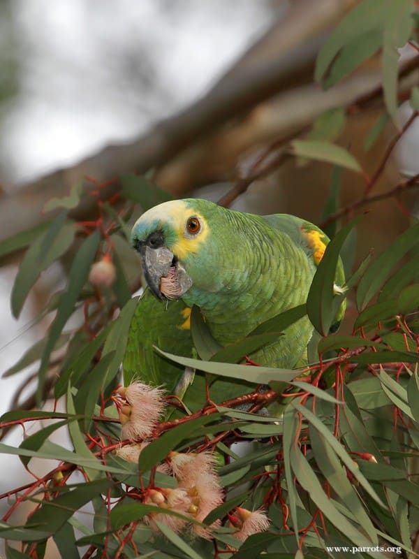 A Blue-fronted Amazon feeds on seeds