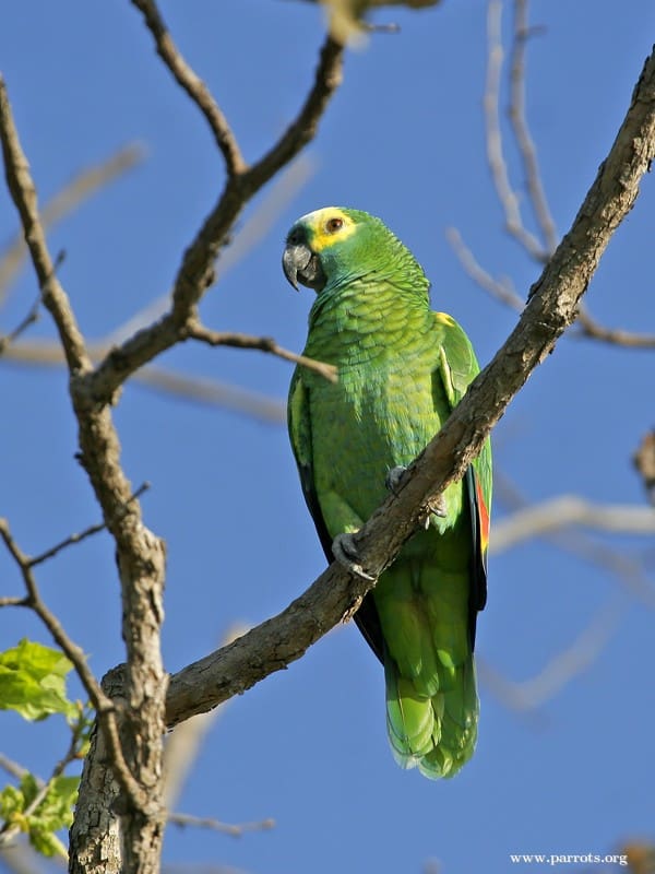A Blue-fronted Amazon perches on a branch