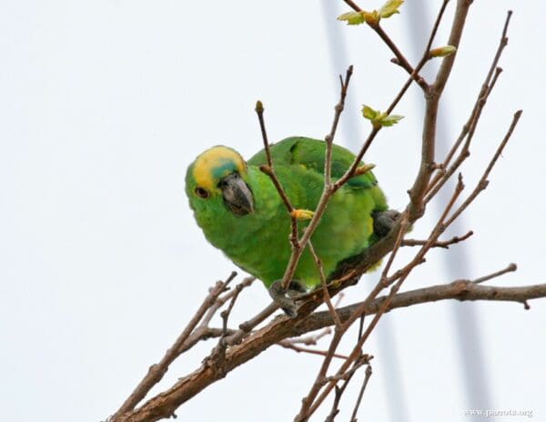 A Blue-fronted Amazon perches in a tree