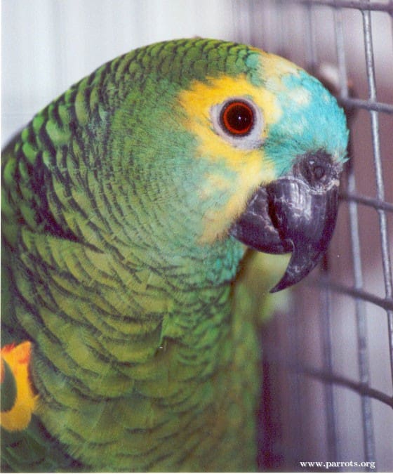A companion Blue-fronted Amazon clings to the side of a cage