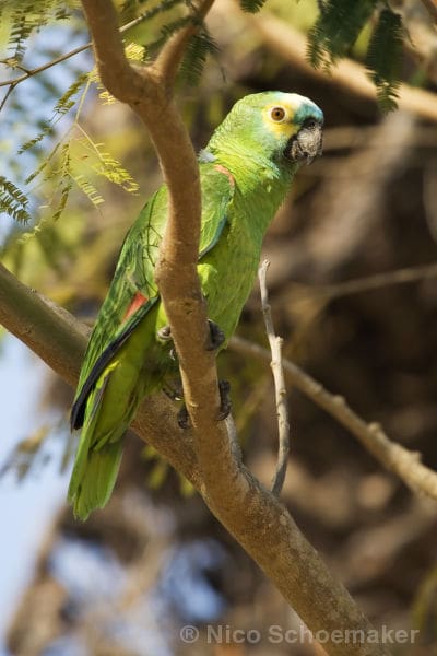 A wild Blue-fronted Amazon perches on a limb