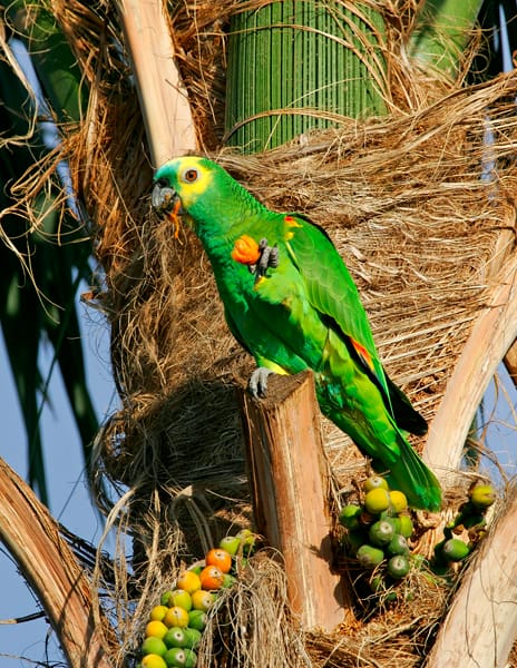 A Blue-fronted Amazon feeds on palm fruits