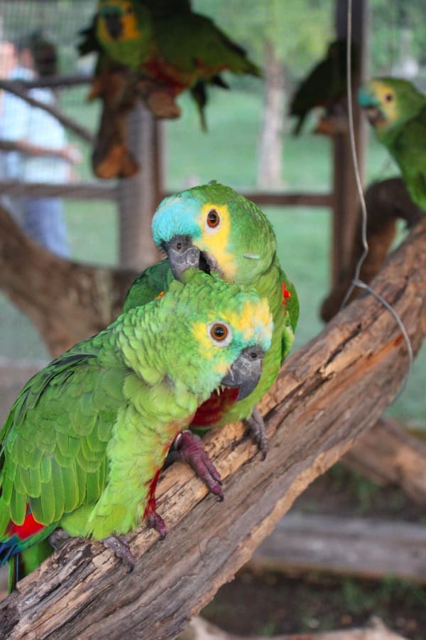 Blue-fronted Amazons rescued from trade recover at a rehabilitation centre