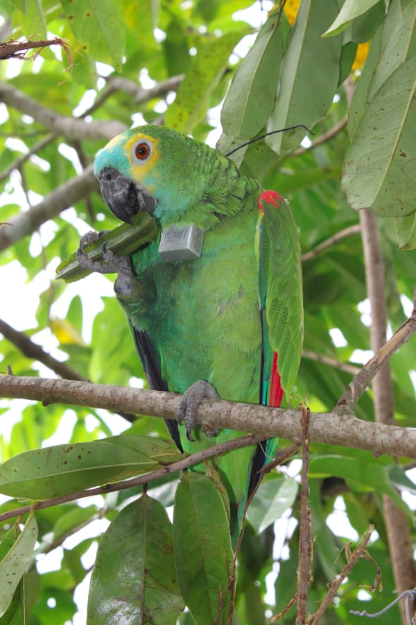 A wild Blue-fronted Amazon with a tracking device perches on a branch