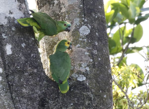 Wild Blue-fronted Amazons cling to a tree trunk