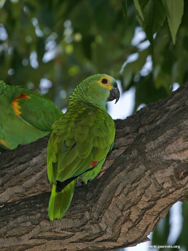 A Blue-fronted Amazon clings to a tree trunk