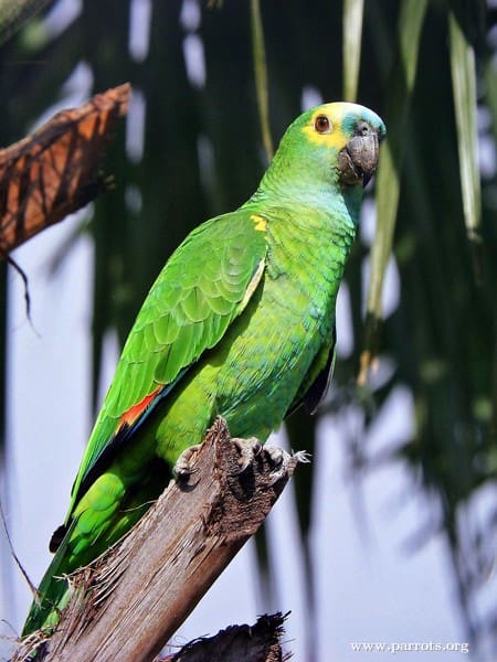 A Blue-fronted Amazon perches on the end of a branch