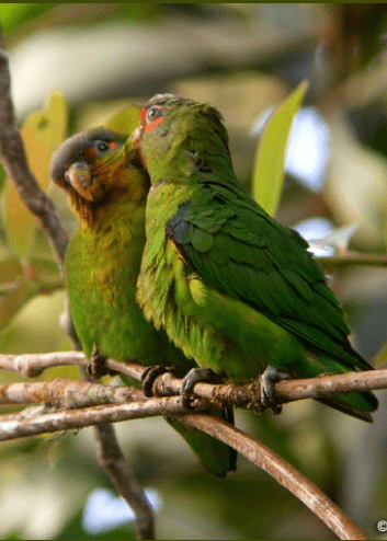 Wild Blue-fronted Parrotlets preen each other