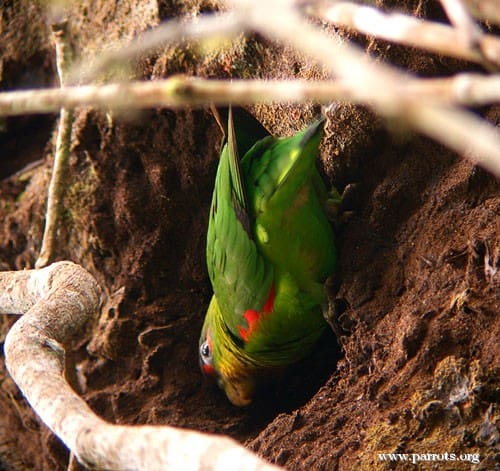 A wild Blue-fronted Parrotlet excavates soil