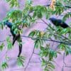 Wild Blue-headed Macaws perch in a leafy tree