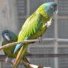 Blue-headed Macaws at Vogelpark Walsrode perch in a cage
