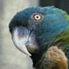 Closeup of a Blue-headed Macaw
