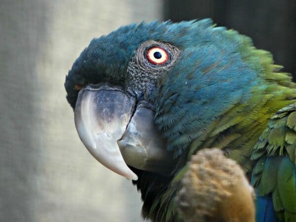 Closeup of a Blue-headed Macaw