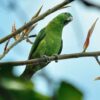 A wild Blue-headed Racquet-tailed Parrot perches on a branch