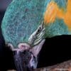 A closeup of Blue-throated Macaw