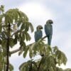 Wild Blue-throated Macaws perch in a leafy tree