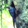 A wild Blue-throated Macaw clings to a nest cavity opening