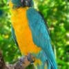 A Blue-throated Macaw perches on a branch