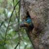 A wild Blue-throated Macaw peeks out of a nest cavity